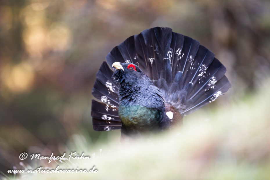 Auerhuhn ()_0065