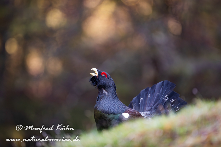 Auerhuhn ()_0083