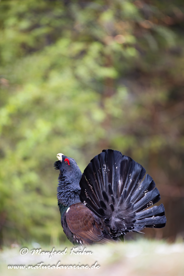 Auerhuhn ()_0132