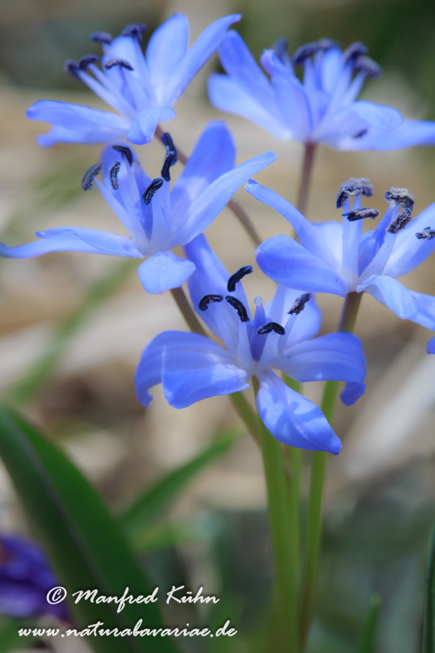 Blaustern (Zweiblaettriger)_0009