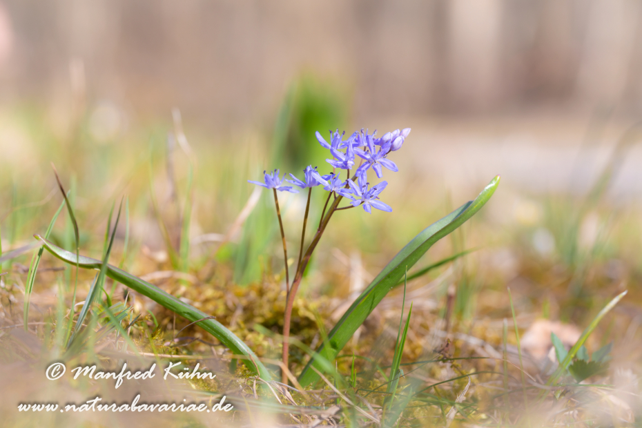 Blaustern (Zweiblaettriger)_0011