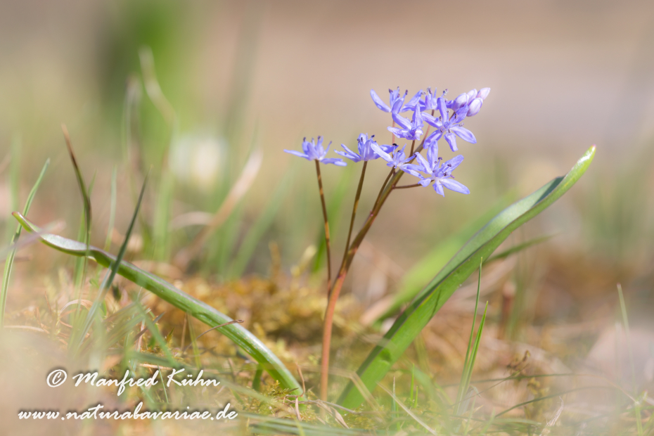 Blaustern (Zweiblaettriger)_0012