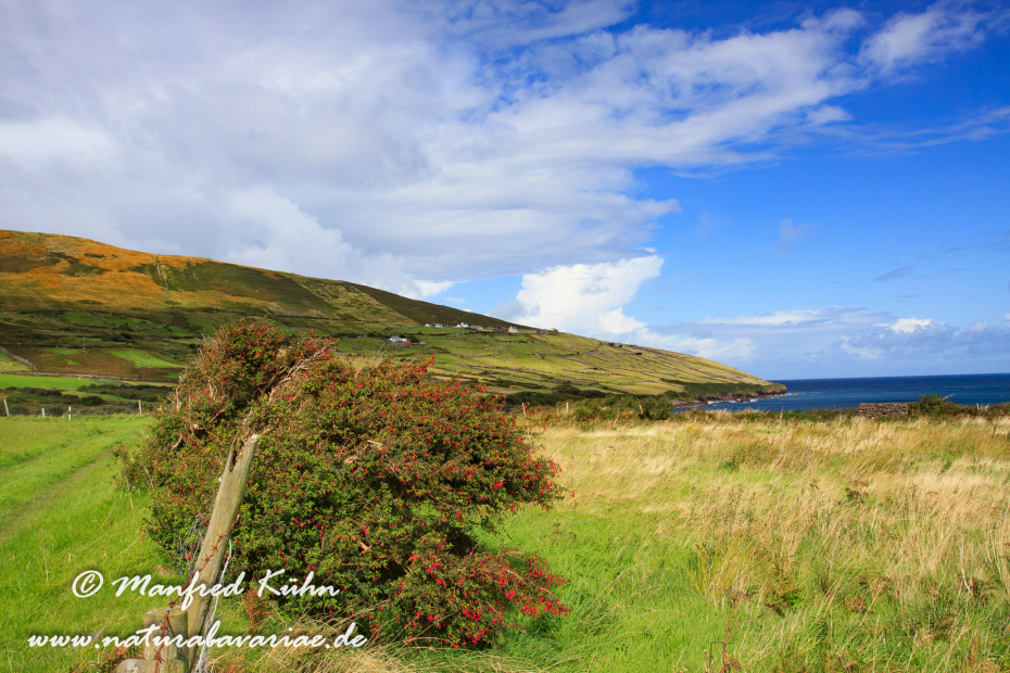 Dingle_Halbinsel (Irland)_0064