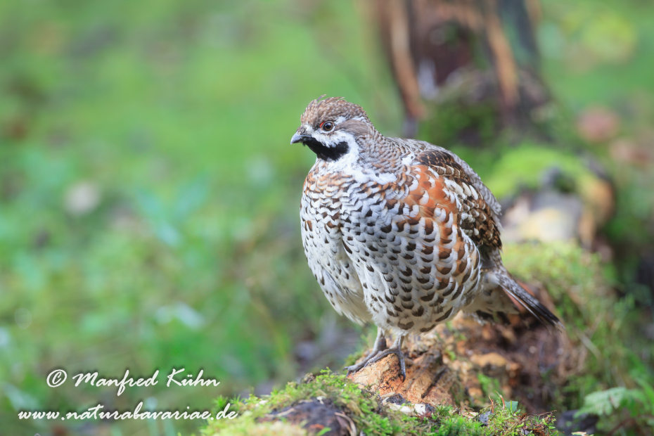 Haselhuhn ()_0004