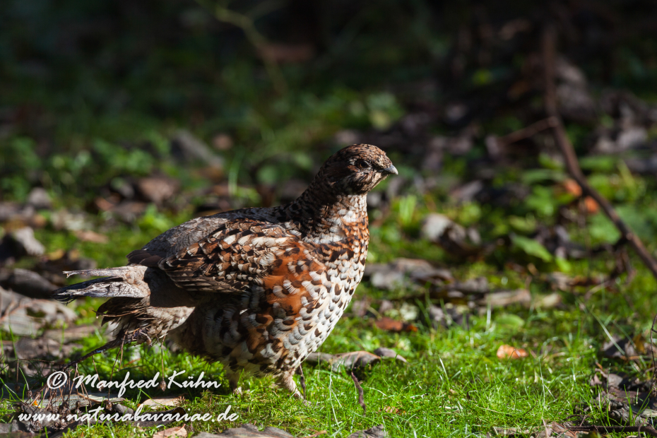 Haselhuhn ()_0008