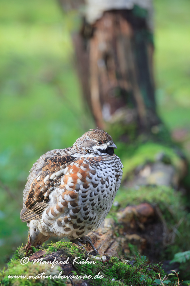 Haselhuhn ()_0011