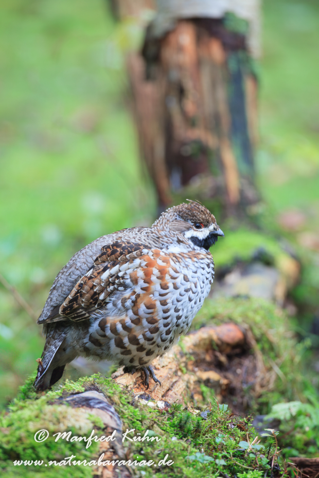 Haselhuhn ()_0052