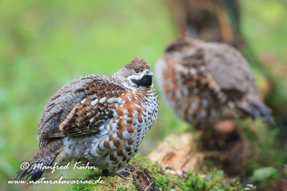 Haselhuhn ()_0070