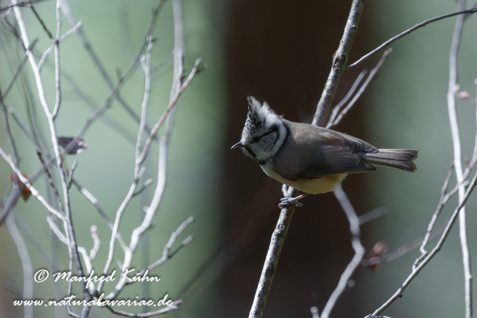Haubenmeise ()_0022