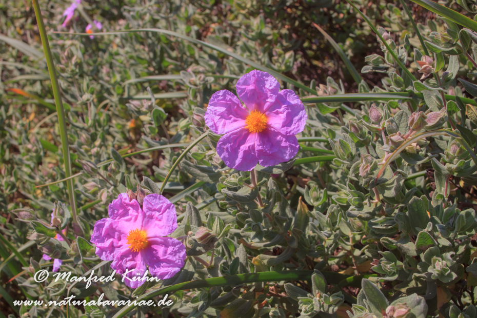 Zistrose (Silberweiße)_0002