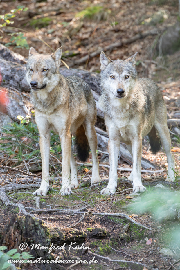 Wolf (Europäischer)_0010