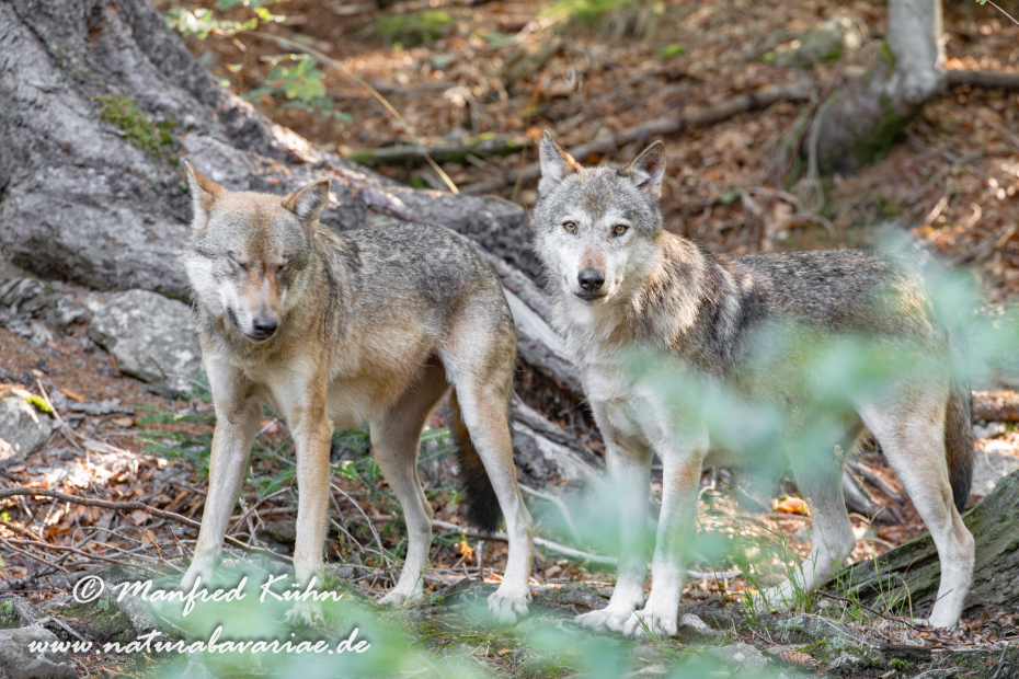 Wolf (Europäischer)_0011