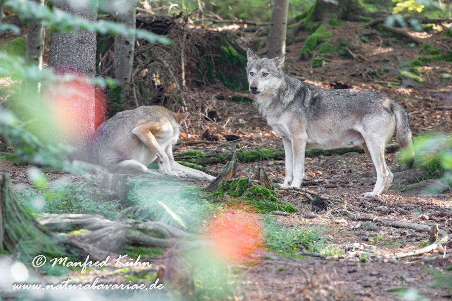 Wolf (Europäischer)_0012