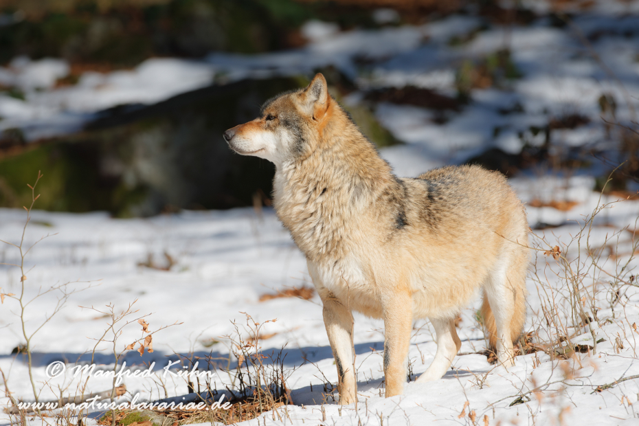 Wolf (Europäischer)_0018