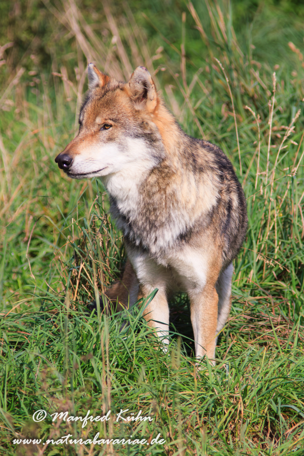 Wolf (Europäischer)_0070