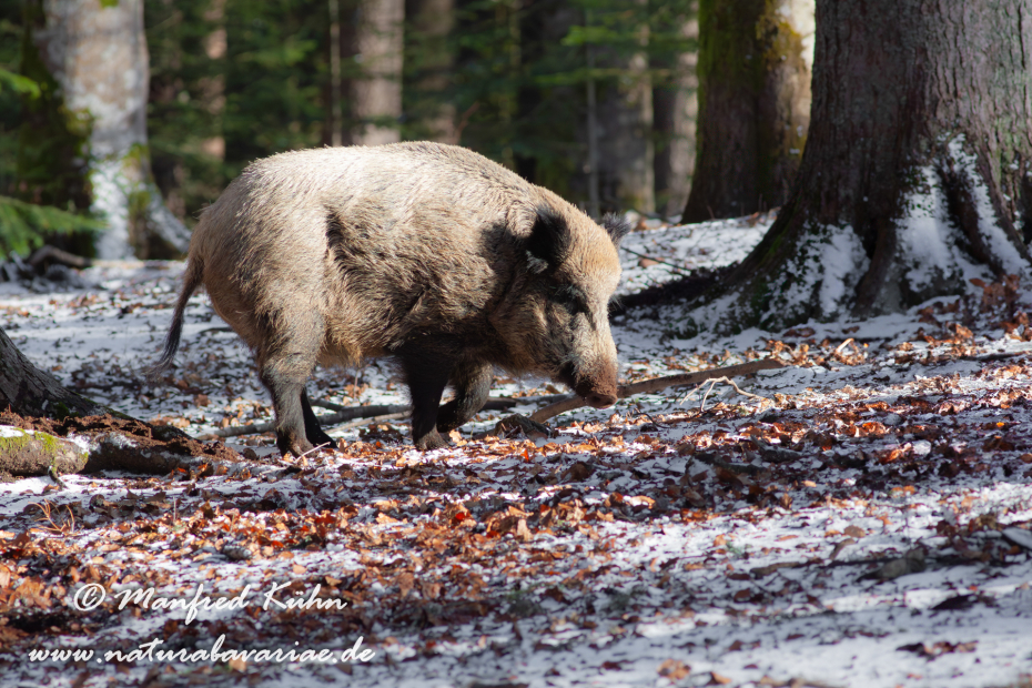 Wildschwein ()_0021