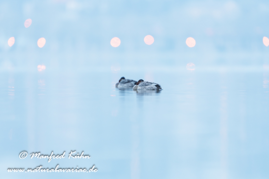 Tafelente ()_0079