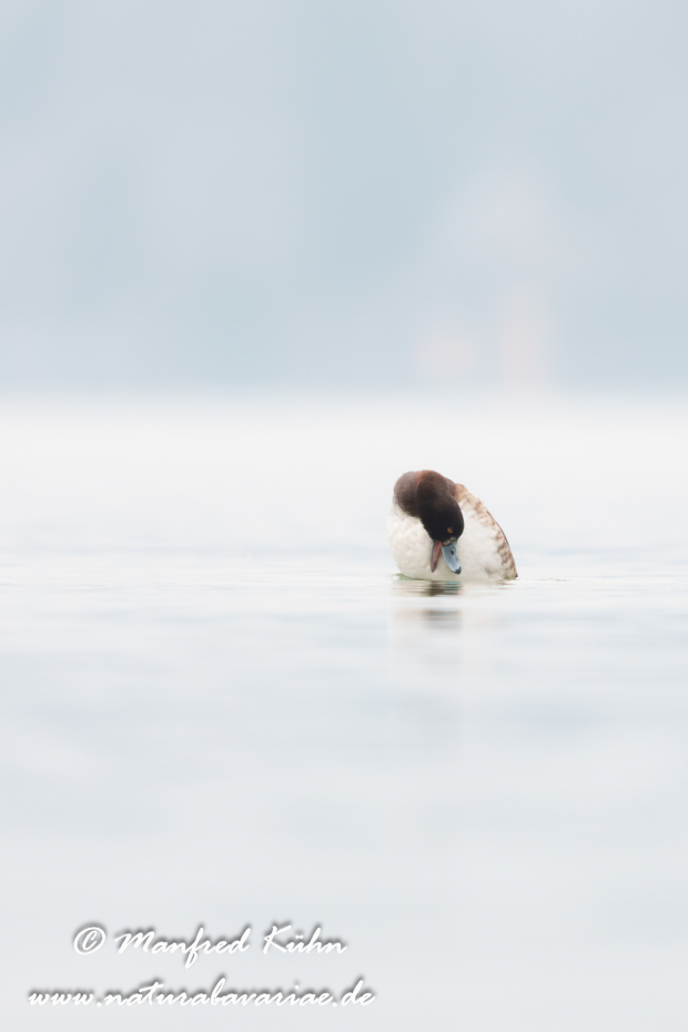 Reiherente ()_0275