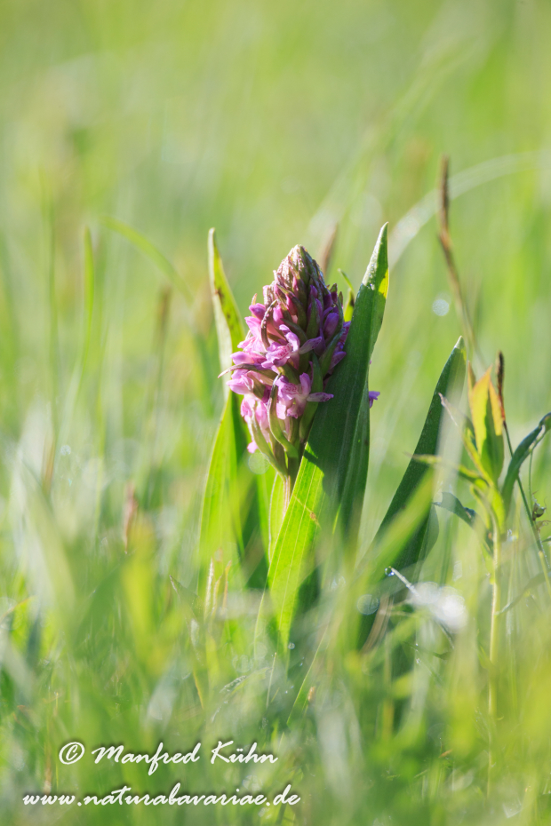 Knabenkraut (Fleischfarbenes)_0003