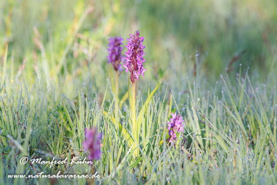 Knabenkraut (Fleischfarbenes)_0005