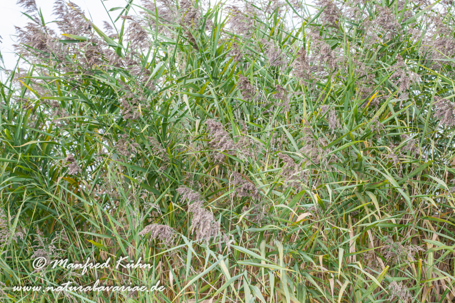 Schilfrohr ()_0005