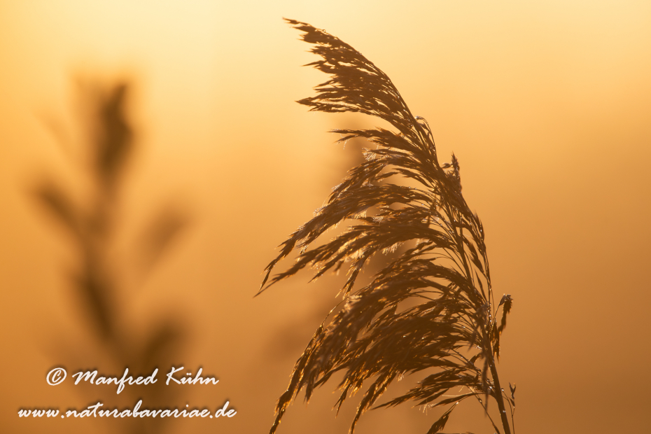 Schilfrohr ()_0009