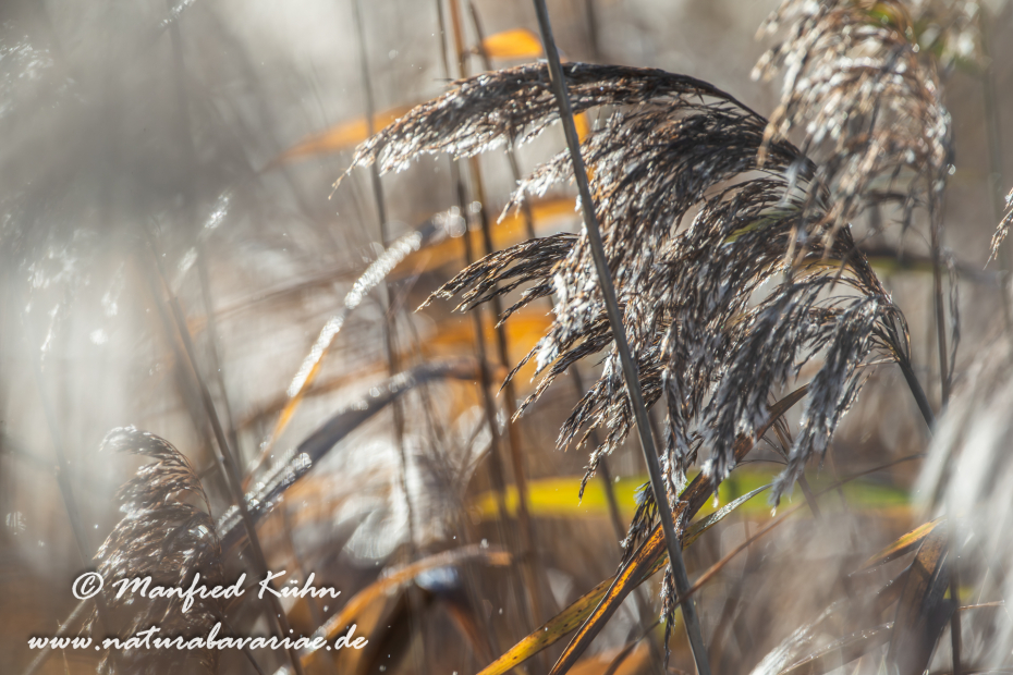 Schilfrohr ()_0012