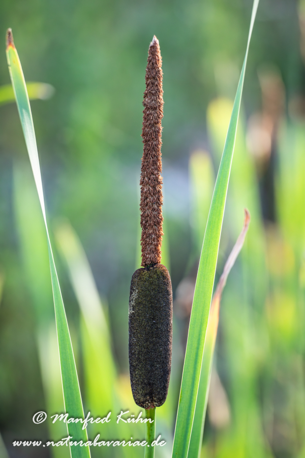Rohrkolben (Breitblättriger)_0005