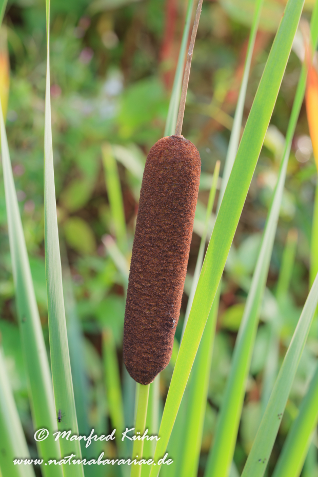 Rohrkolben (Breitblättriger)_0008