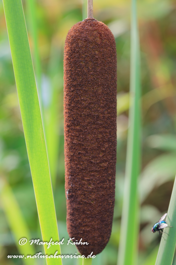 Rohrkolben (Breitblättriger)_0009