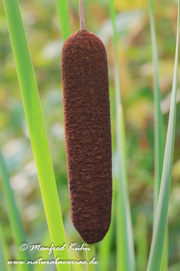 Rohrkolben (Breitblättriger)_0010