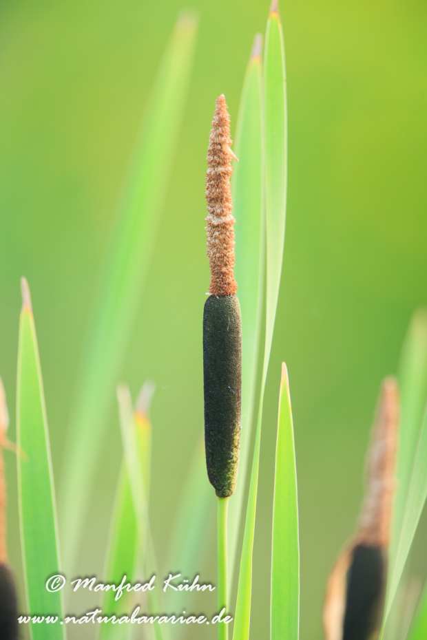 Rohrkolben (Schmalblättriger)_0004
