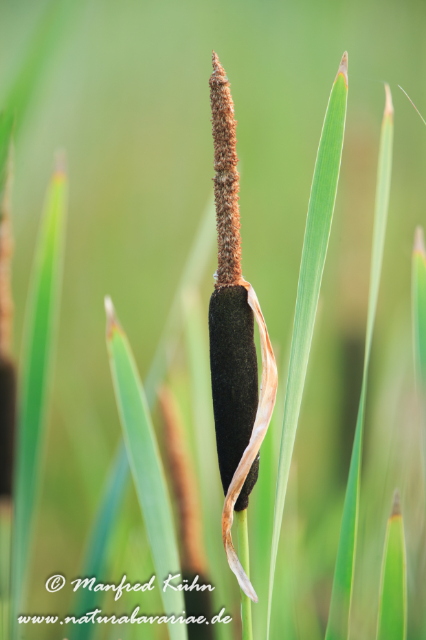 Rohrkolben (Schmalblättriger)_0006