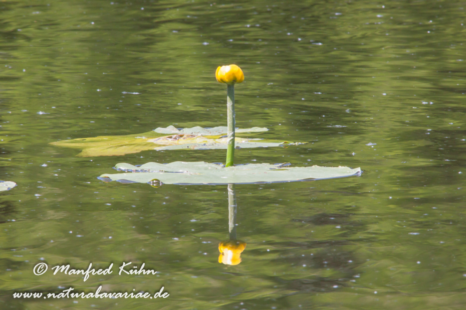 Teichrose ()_0012