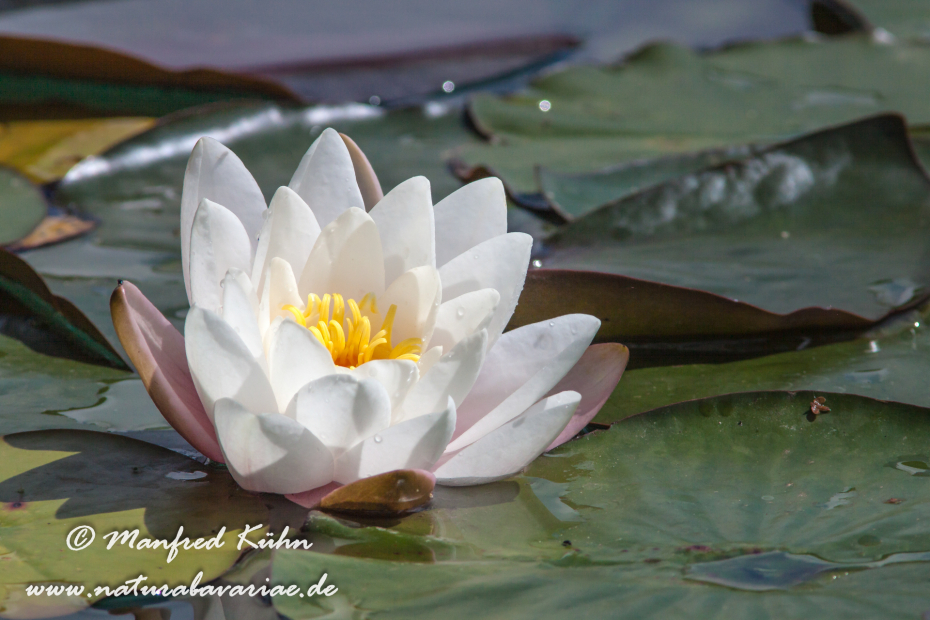 Seerose ()_0001