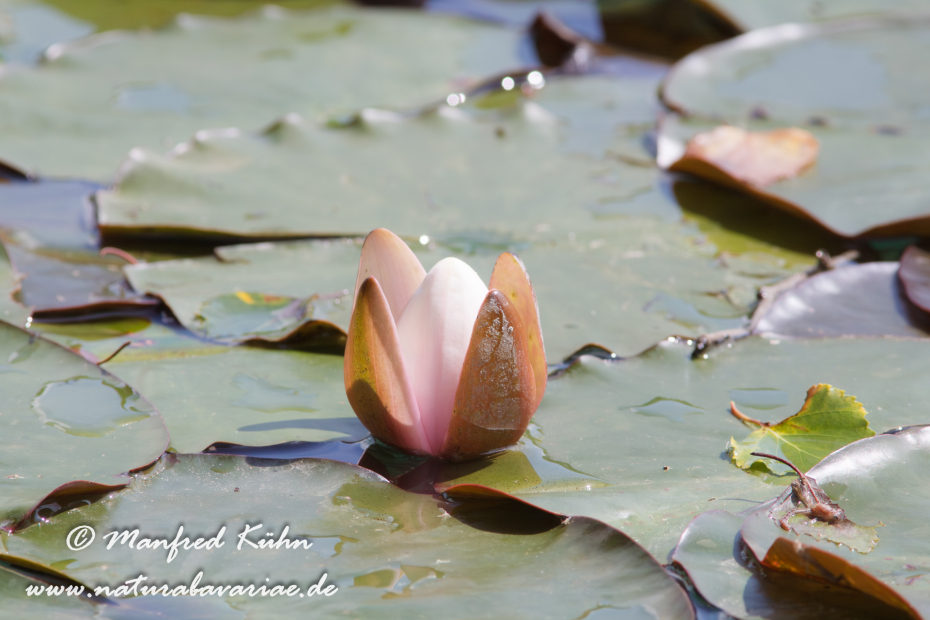 Seerose ()_0002