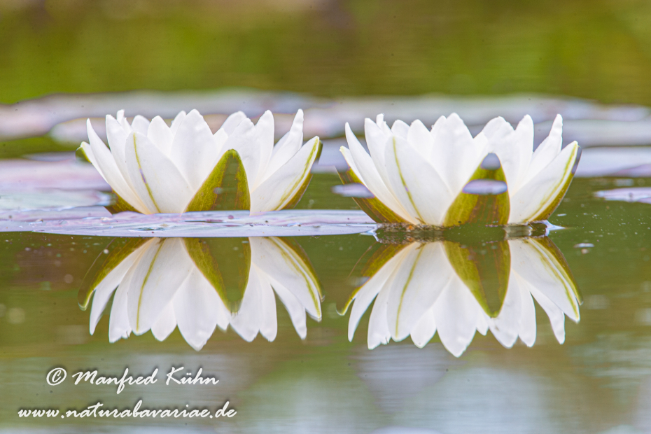 Seerose ()_0004