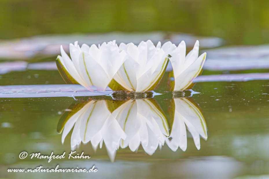 Seerose ()_0005