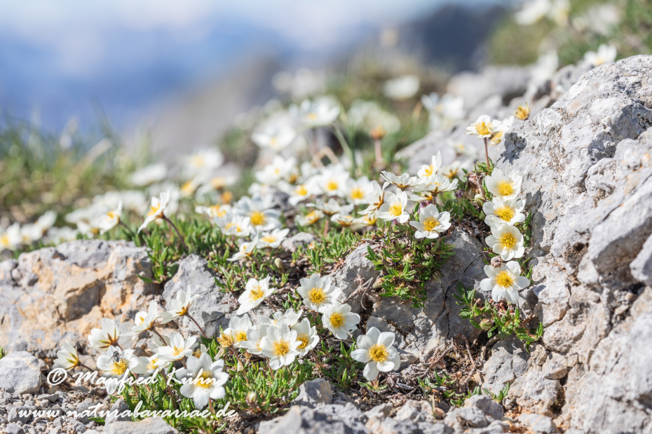 Silberwurz ()_0008