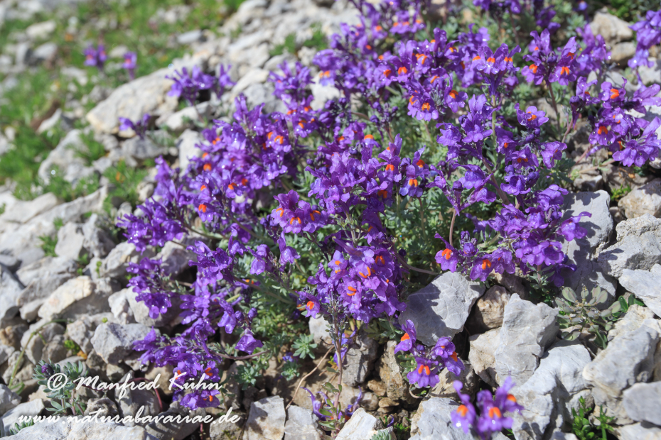 Leinkraut (Alpen-)_0002