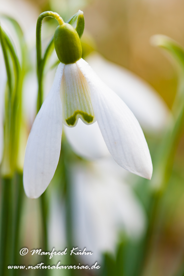 Schneeglöckchen (Galanthus)_0011