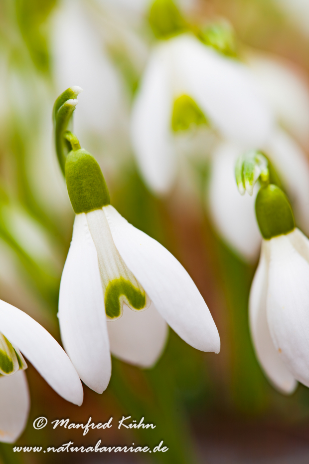 Schneeglöckchen (Galanthus)_0012