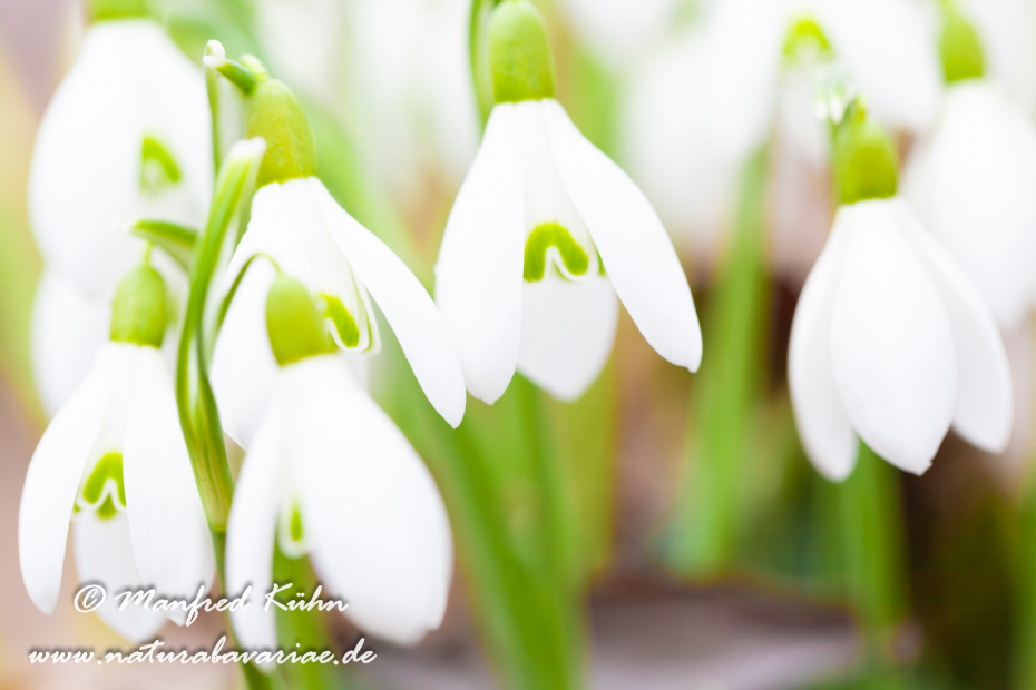 Schneeglöckchen (Galanthus)_0015