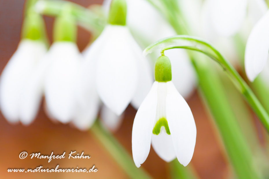 Schneeglöckchen (Galanthus)_0017
