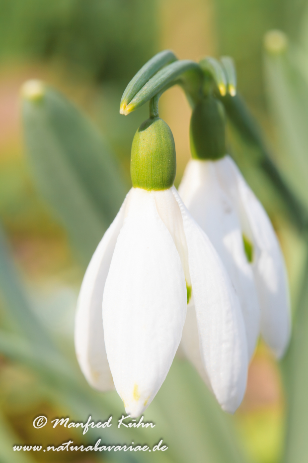 Schneeglöckchen (Galanthus)_0020