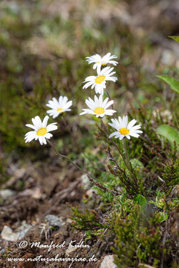 Maßliebchen (Alpen-)_0004