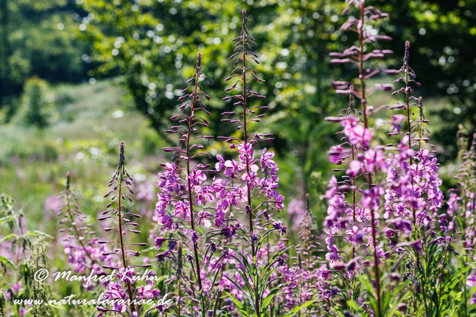 Weidenröschen (Schmalblättriges)_0003