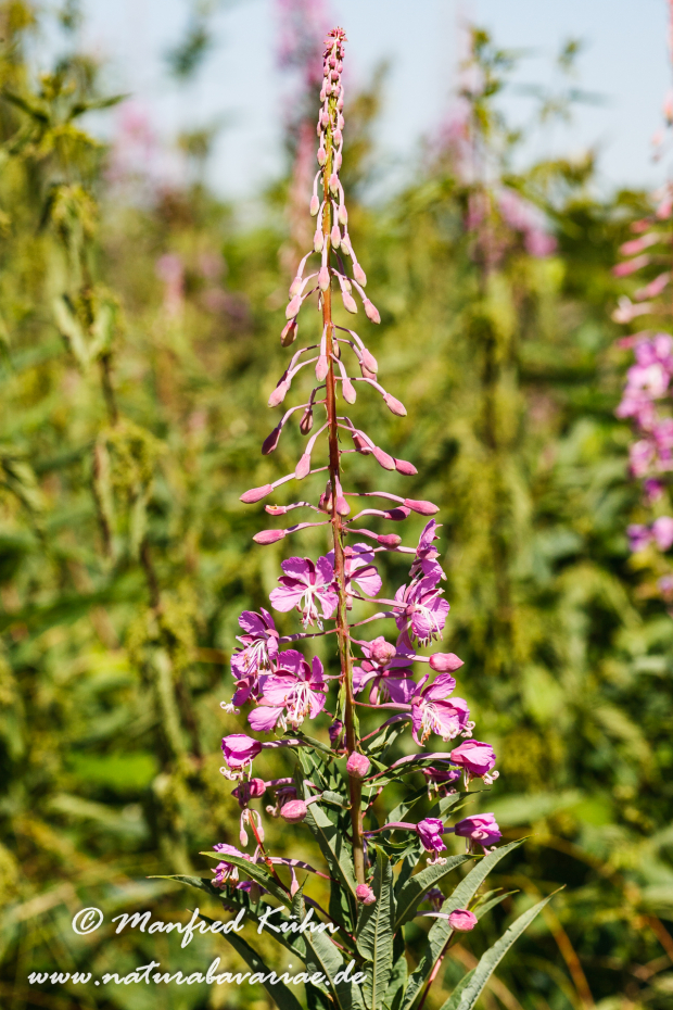Weidenröschen (Schmalblättriges)_0004