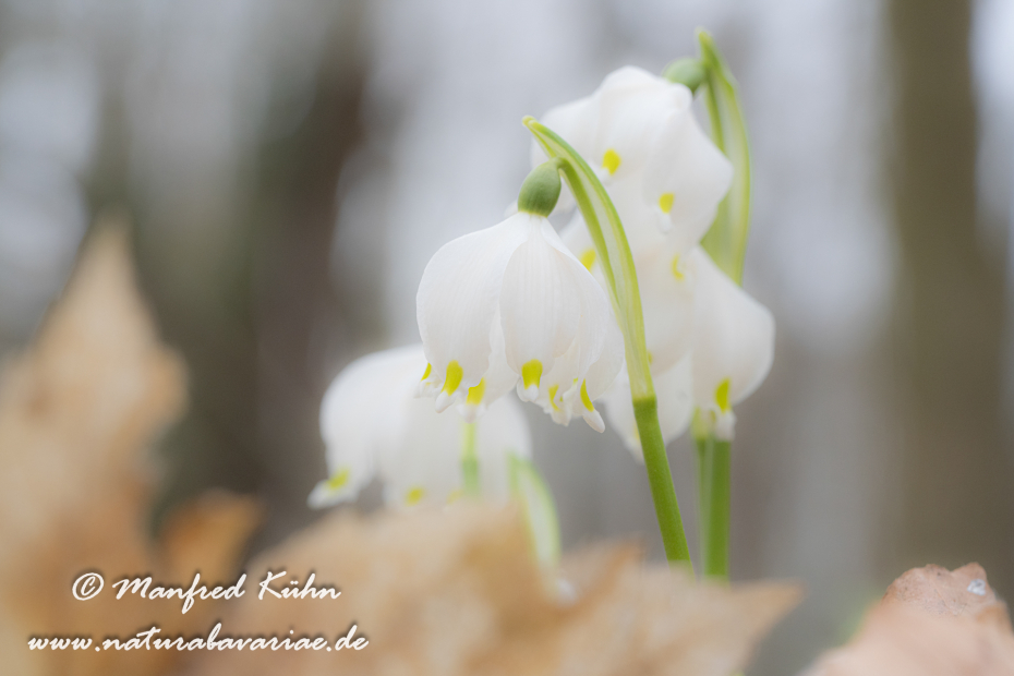 Frühlingsknotenblume ()_0177