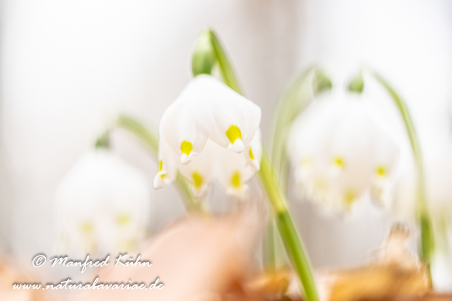 Frühlingsknotenblume ()_0186